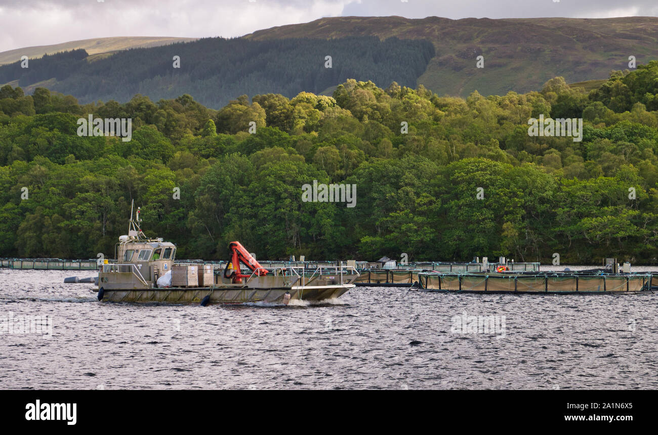 Aquakultur - Fischzucht - am Loch Lochy in Schottland, Großbritannien. Stockfoto