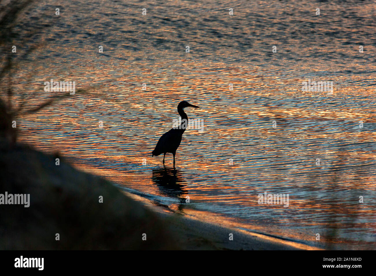 Silhouette einer Heron Vogel (Egretta novaehollandiae) stehend an Wasser auf dem Blackwood River, Augusta Western Australia Stockfoto