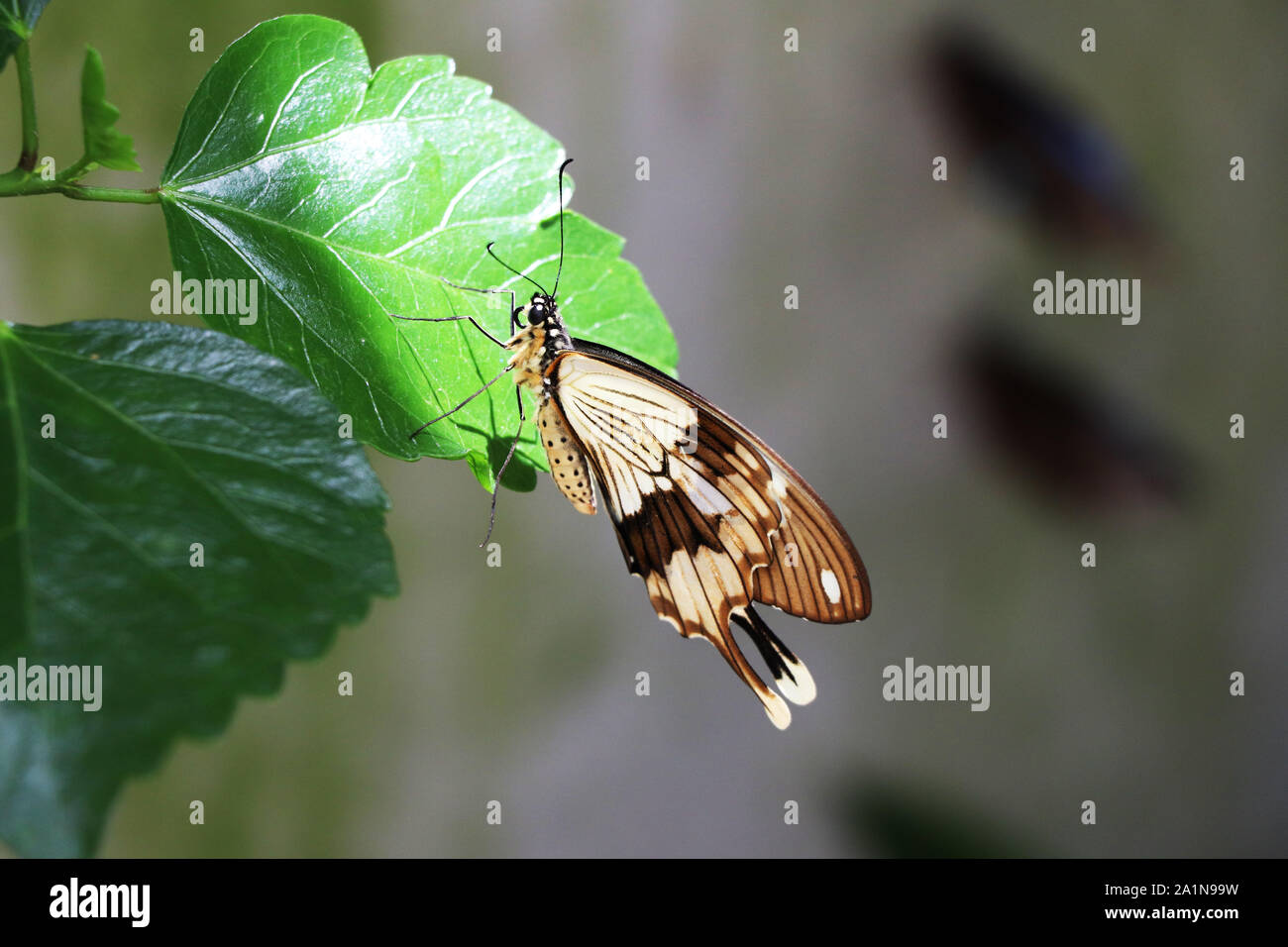 African Swallowtail sitzt auf einem Blatt im Garten Stockfoto