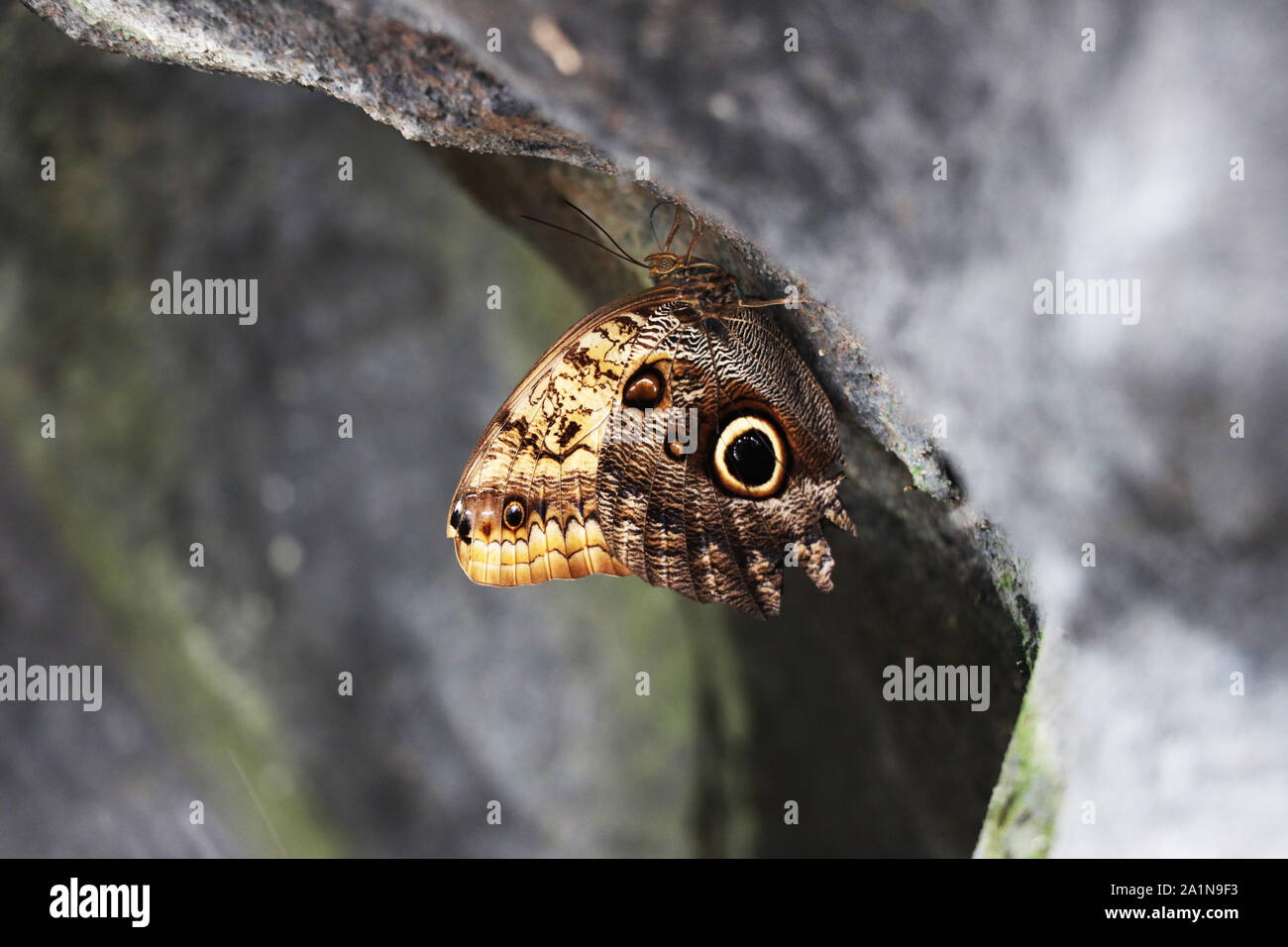 Braune Rieseneule Schmetterling auf einer Felswand Stockfoto