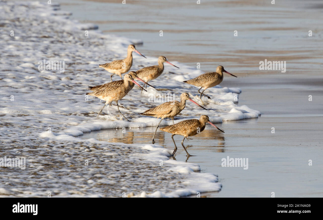 Marmorierte Godwits Weg laufen aus eingehenden Surf Stockfoto