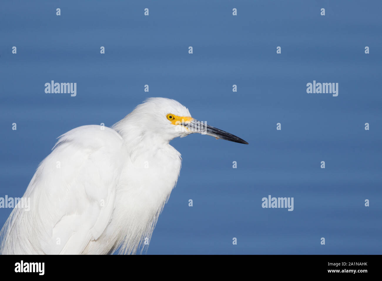 Snowy Egret Hochformat Querformat Stockfoto