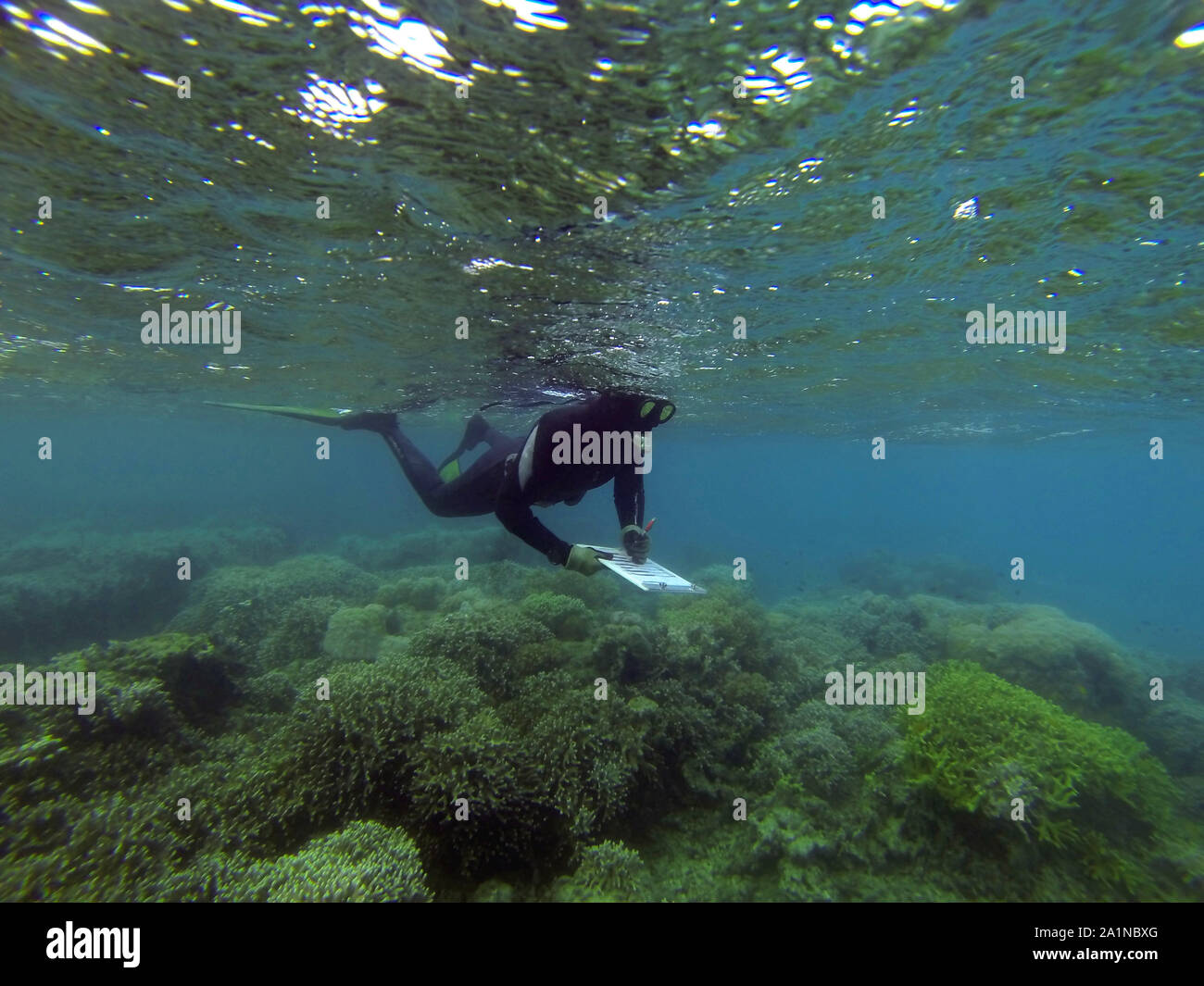 Schnorchler Vermessung coral Gesundheit auf die Fransen Riffe von Lizard Island, Great Barrier Reef, Queensland, Australien. Keine MR oder PR Stockfoto
