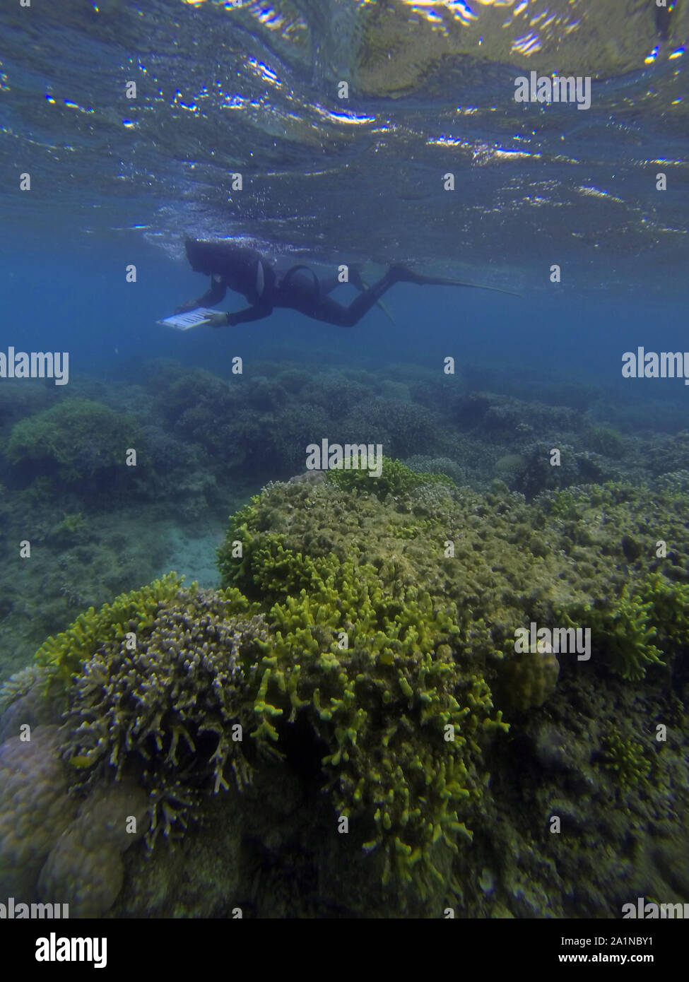 Schnorchler Vermessung coral Gesundheit auf die Fransen Riffe von Lizard Island, Great Barrier Reef, Queensland, Australien. Keine MR oder PR Stockfoto