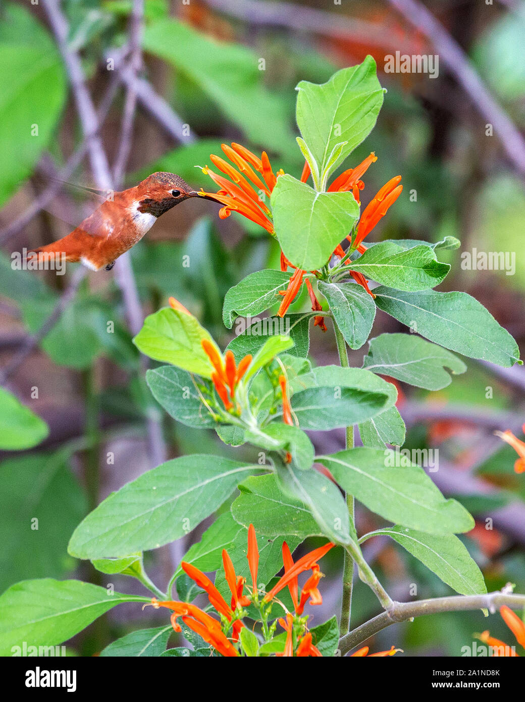 Eine schöne, Rostfarbene, Kolibri der erwachsenen männlichen Allen schwebt in der Luft ausgesetzt, während der Fütterung zu einer farbenfrohen Orange Blume Stockfoto