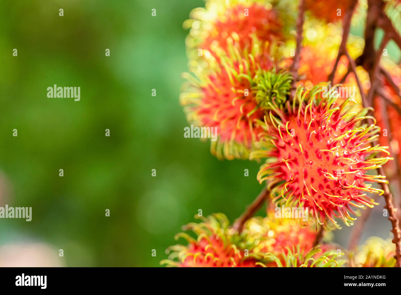 Tolle Nahaufnahmen der reifen Früchte Rambutan (Nephelium lappaceum) Hängen an einem Baum Stockfoto