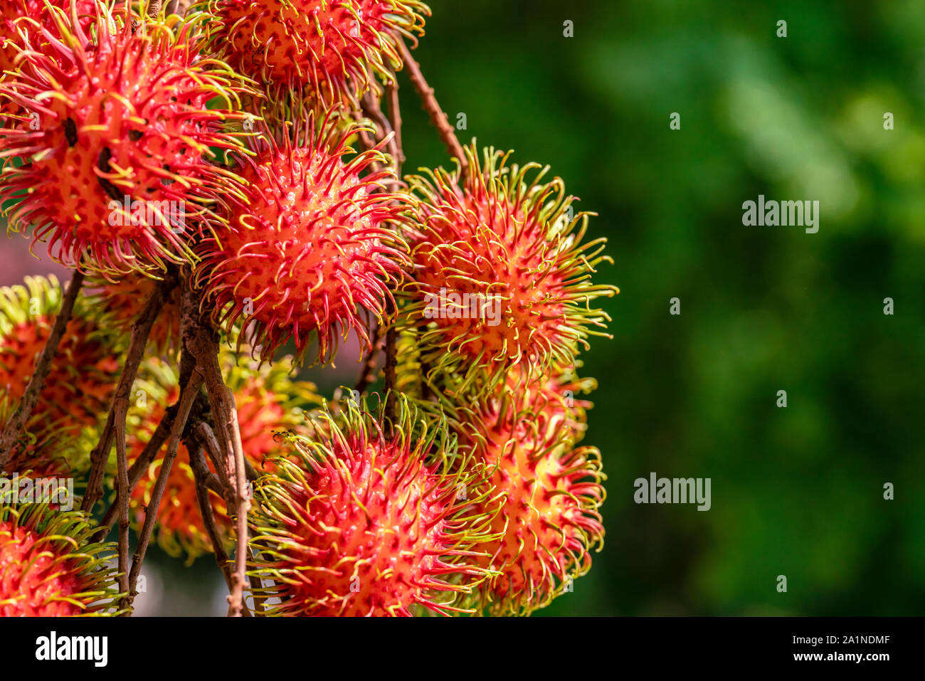 Tolle Nahaufnahmen der reifen Früchte Rambutan (Nephelium lappaceum) Hängen an einem Baum Stockfoto