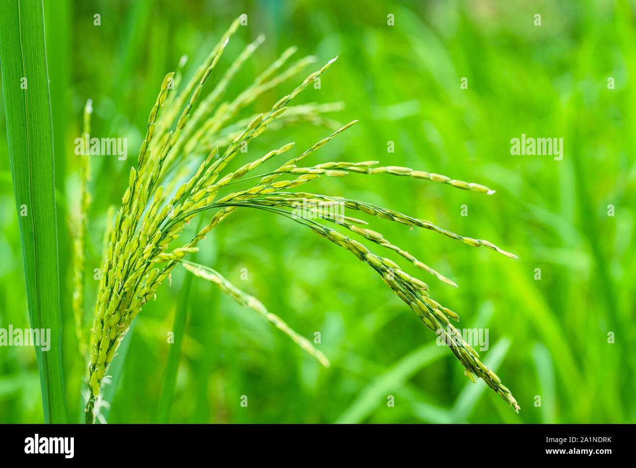 Ohr des Reises und thailändischen Jasminreis am Surin Provinz. Stockfoto