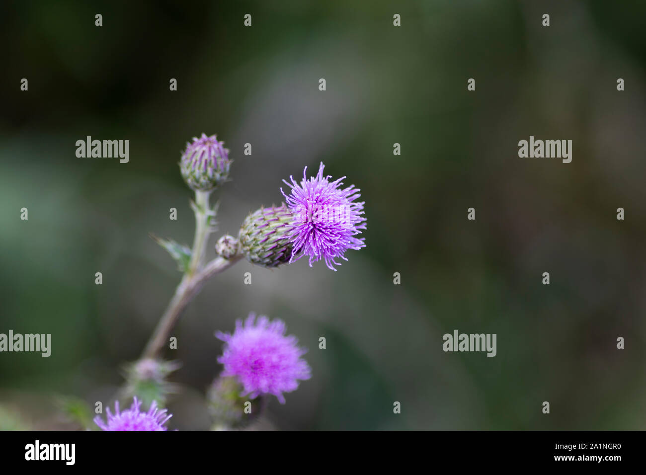 Mariendistel silybum Marianum, Blüte, aus Südeuropa bis nach Asien, mit einer geringen Tiefenschärfe Stockfoto