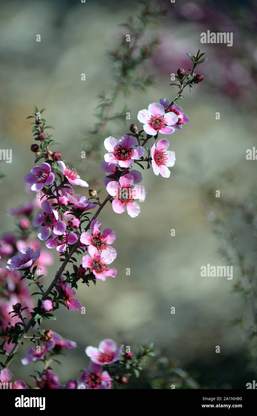Wunderschöne Australian native Rosa Tea Tree Blumen, Leptospermum scoparium, Familie Myrtaceae. Endemisch in South Eastern Australia in NSW, Victoria und Stockfoto