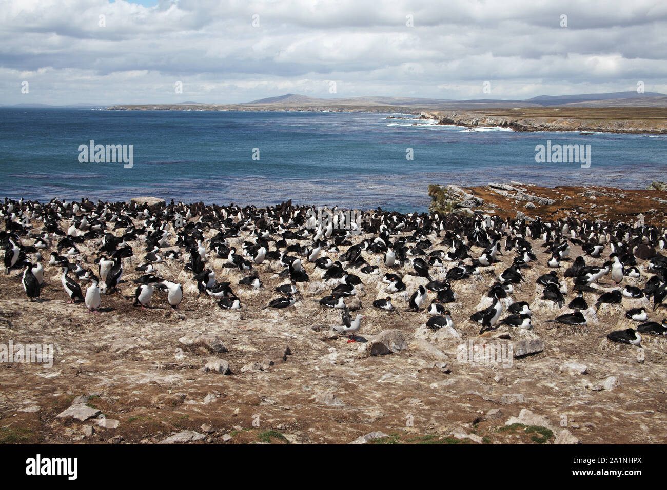 Imperial shag Leucocarbo atriceps und Rockhopper penguin Eudyptes chrysocome Kolonie Tamar Punkt Pebble Island Falkland Inseln Stockfoto
