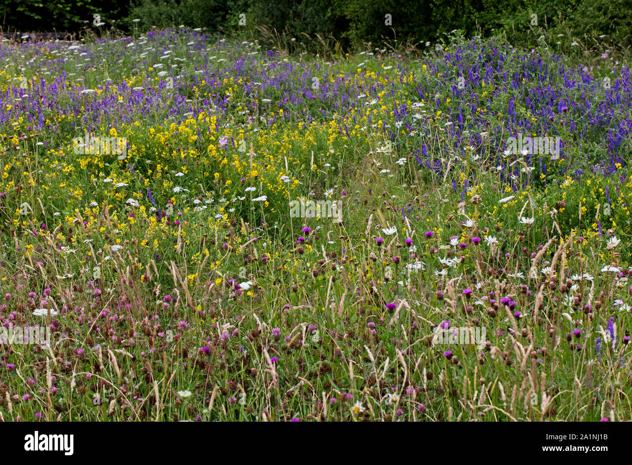 Wilde Blumenwiese mit Knapweeds, Trefoils, Wicken und Schafgarbe, Rutland Water, Leicestershire, England, UK. Stockfoto