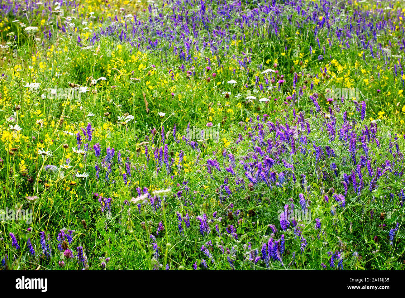 Wilde Blumenwiese mit Knapweeds, Trefoils, Wicken und Schafgarbe, Rutland Water, Leicestershire, England, UK. Stockfoto