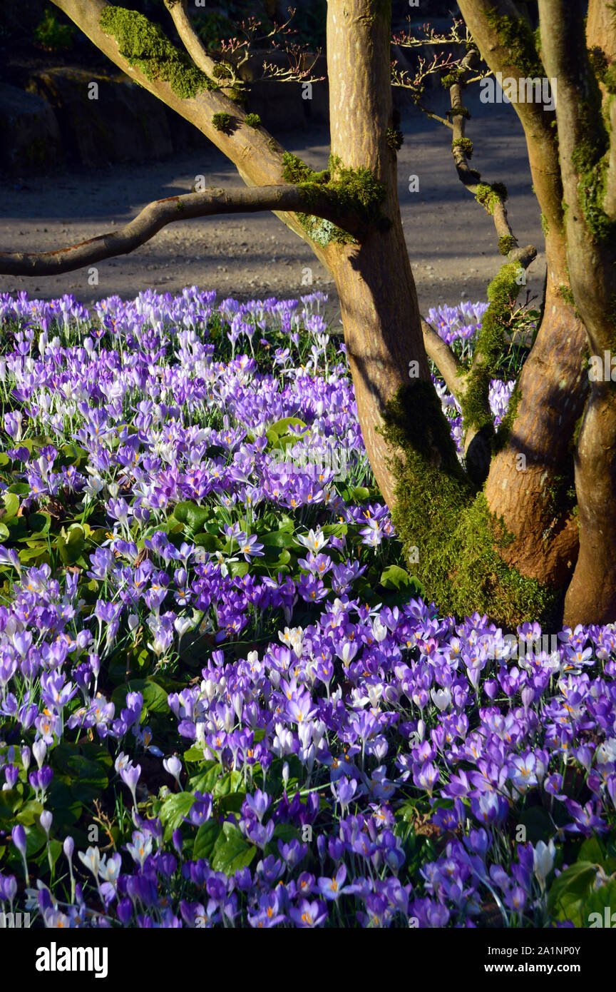 Teppich mit Blau/Lila/Weiß Krokusse wachsen rund um einen Baum in einer Grenze an RHS Garden Harlow Carr, Harrogate, Yorkshire. England, UK. Stockfoto