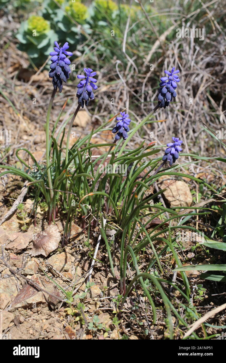Muscari neglectum Stockfoto
