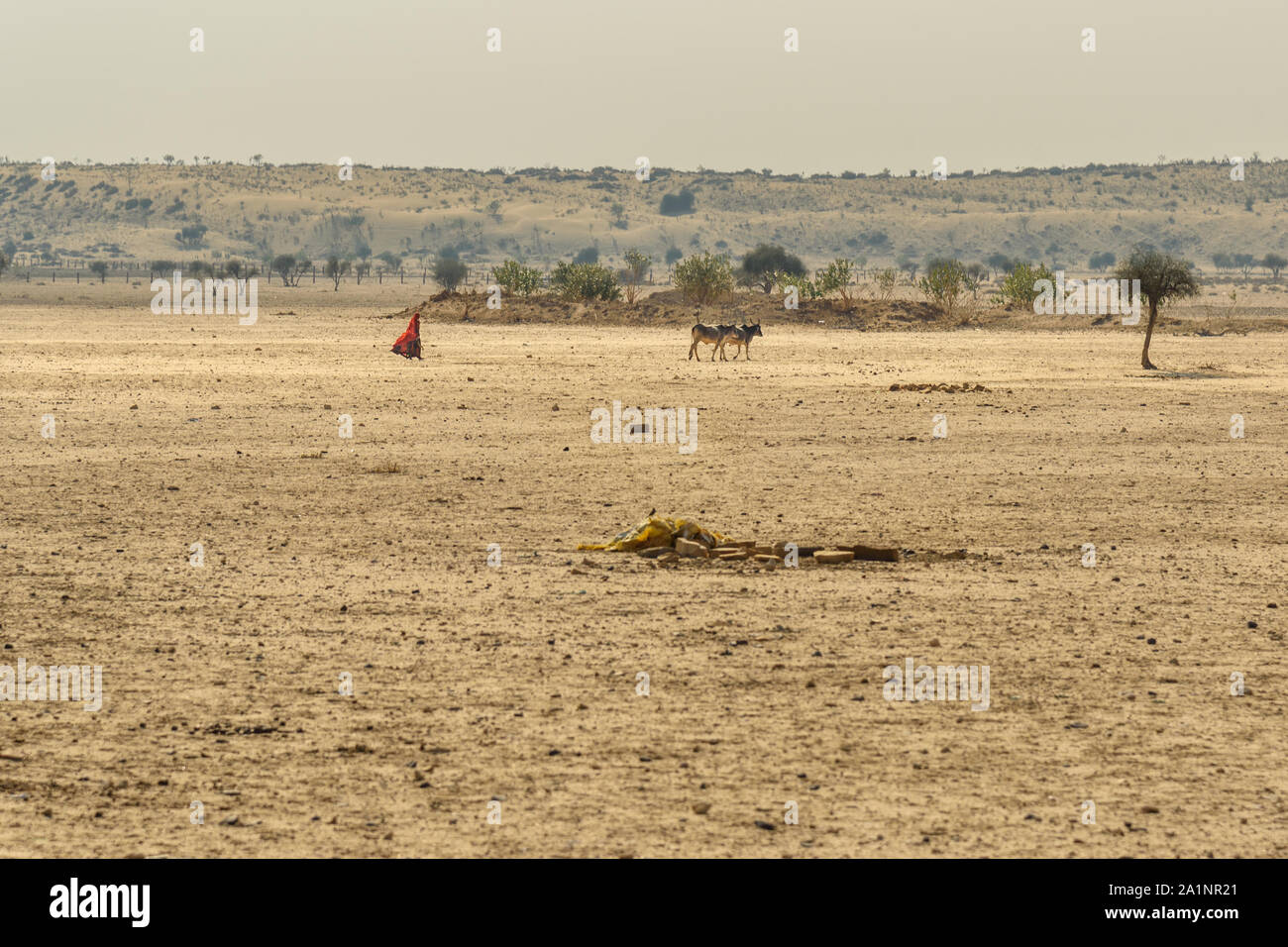 Jaisalmer, Indien - 14. Februar 2019: Indische Frau in Rot sari grasende Kühe in der Nähe der traditionellen Dorf in der Wüste Thar Stockfoto