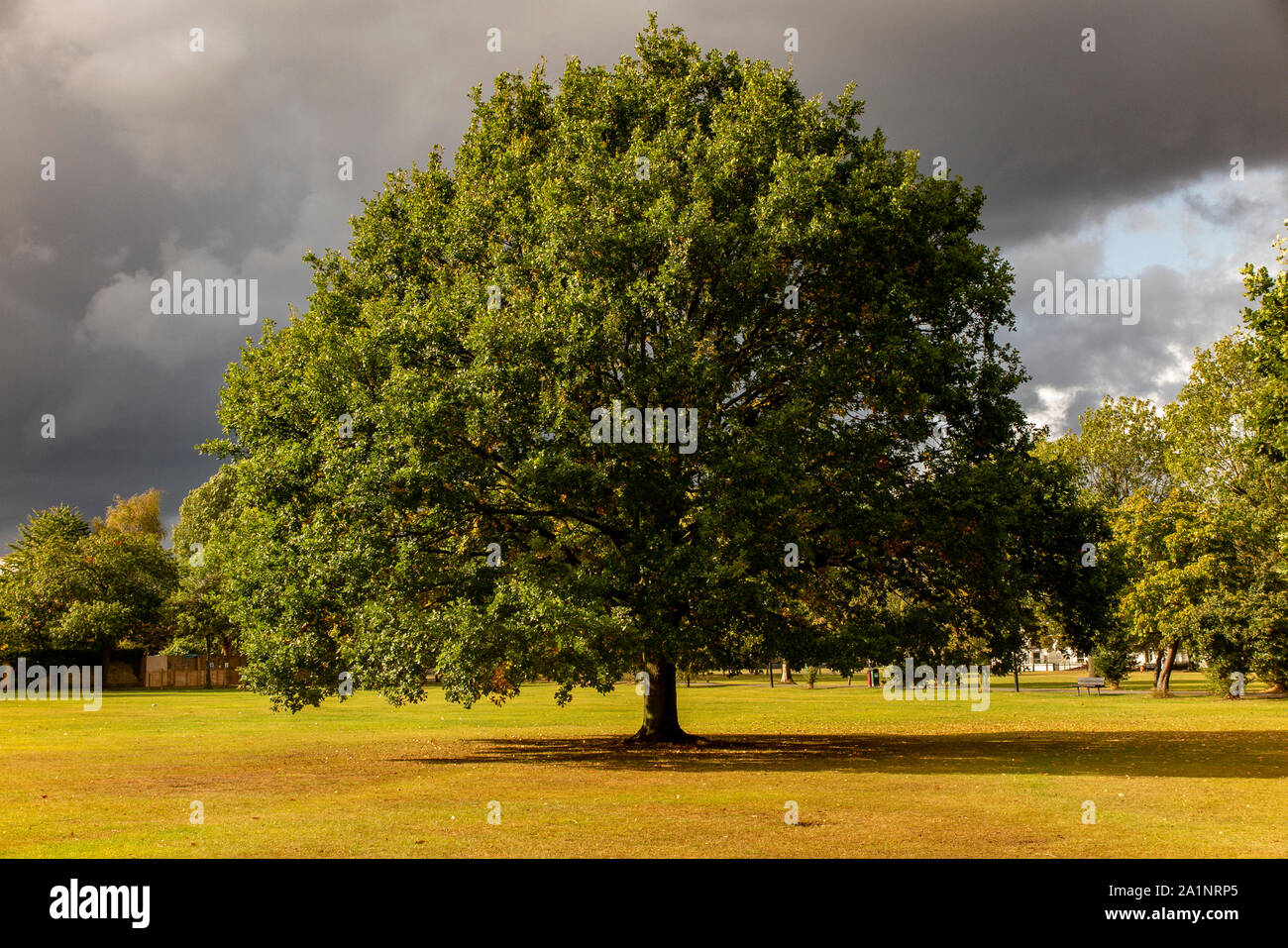 Eine einsame Eiche unter stürmischen Himmel in London Stockfoto