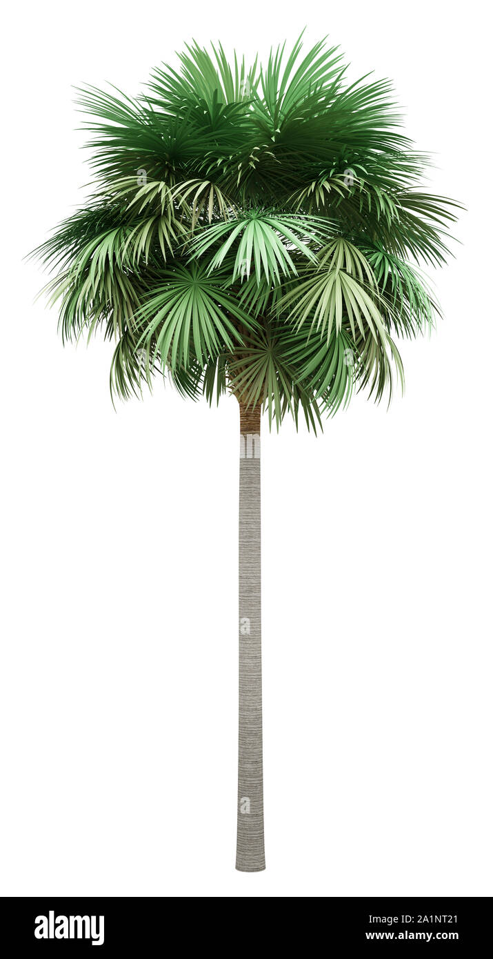 Sabal Palm Tree auf weißem Hintergrund. 3D-Darstellung Stockfoto