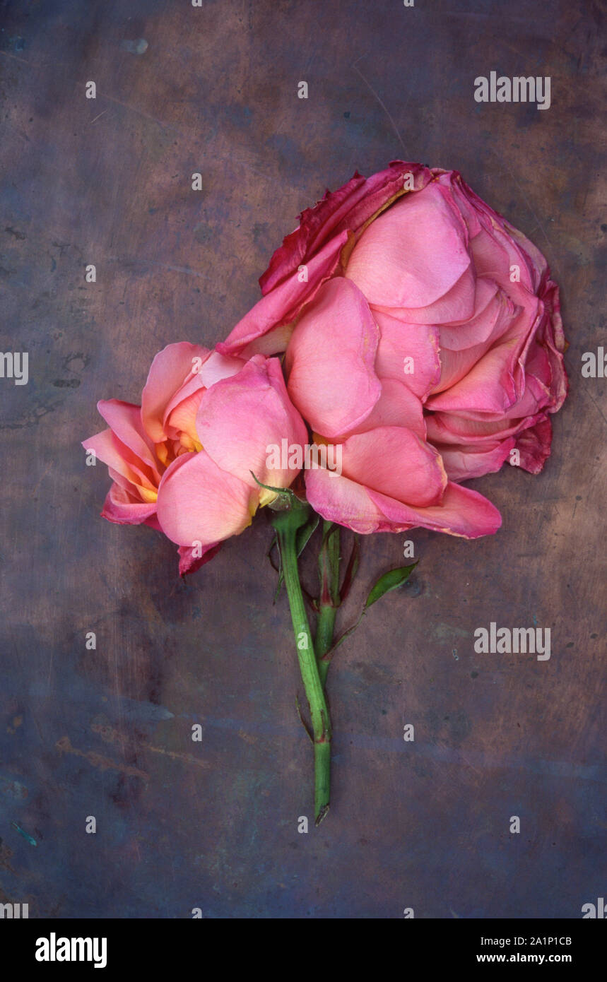 Verfallende sanft geblasen Rosa flowerhead von Rose oder Rosa reizende Dame liegen auf getrübt Messing Stockfoto