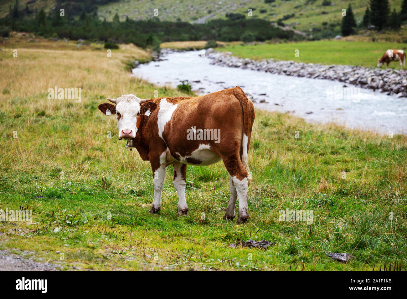 Grasende Kühe. Krimmler Achental. Nationalpark Hohe Tauern. Österreichischen Alpen. Stockfoto