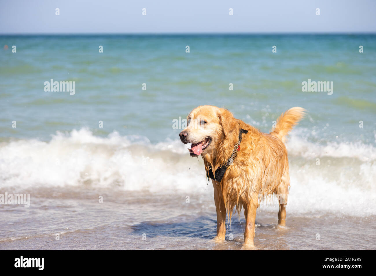 Golden Retriever Hund nass, aus dem Meer Stockfoto