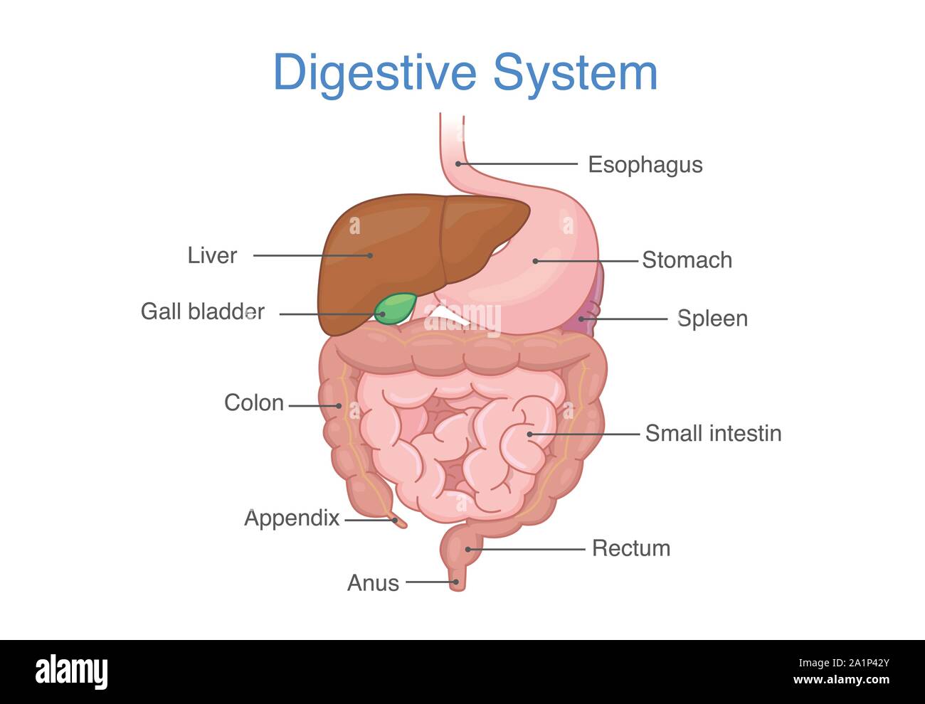 Anatomie der menschlichen Verdauungssystem. Stock Vektor