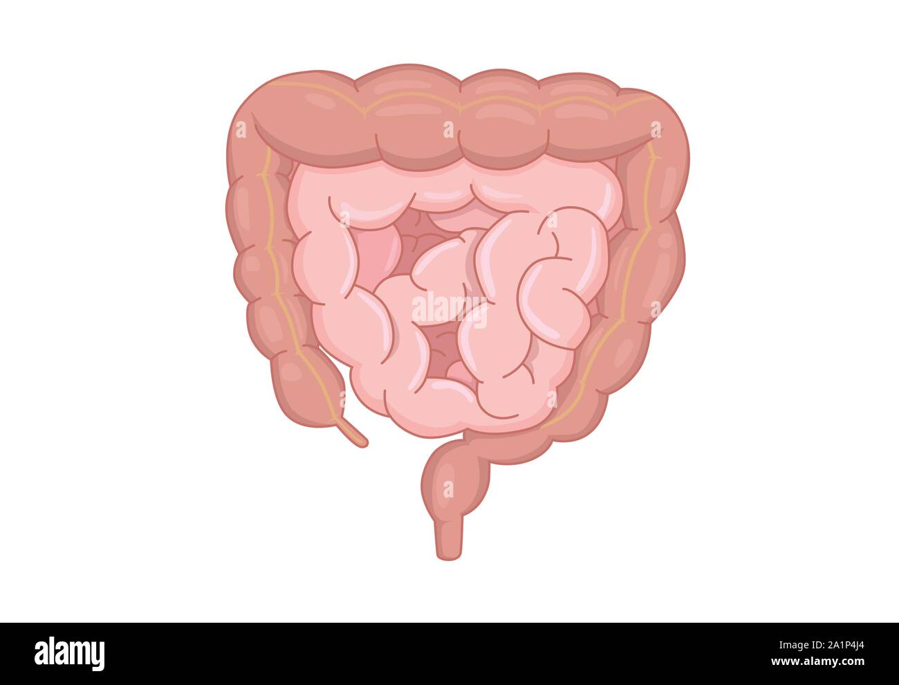 Menschlichen Darm Anatomie isoliert auf weißem Hintergrund. Stock Vektor