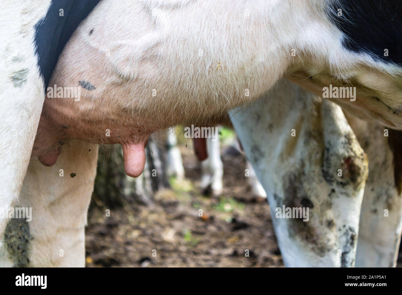 Der Kuh Sauger (Dänische schwarze und weiße Kuh) Stockfoto