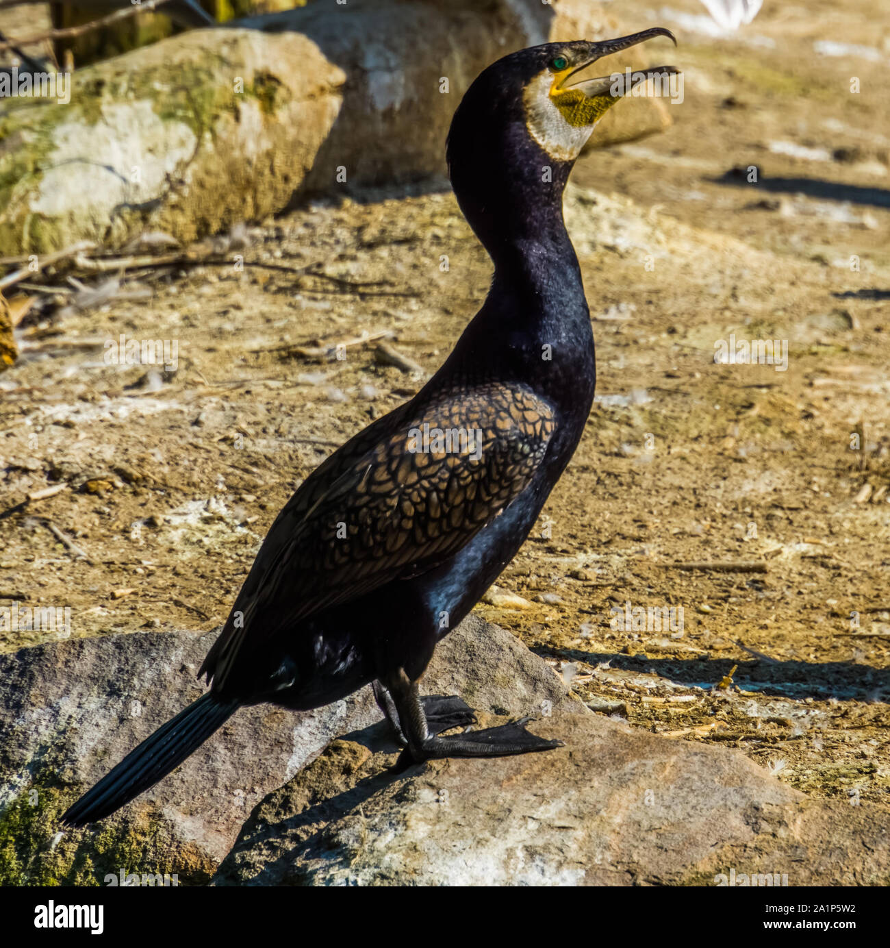 Große schwarze Kormoran in Nahaufnahme, beliebte Aquatic vogel Holzarten aus Europa Stockfoto
