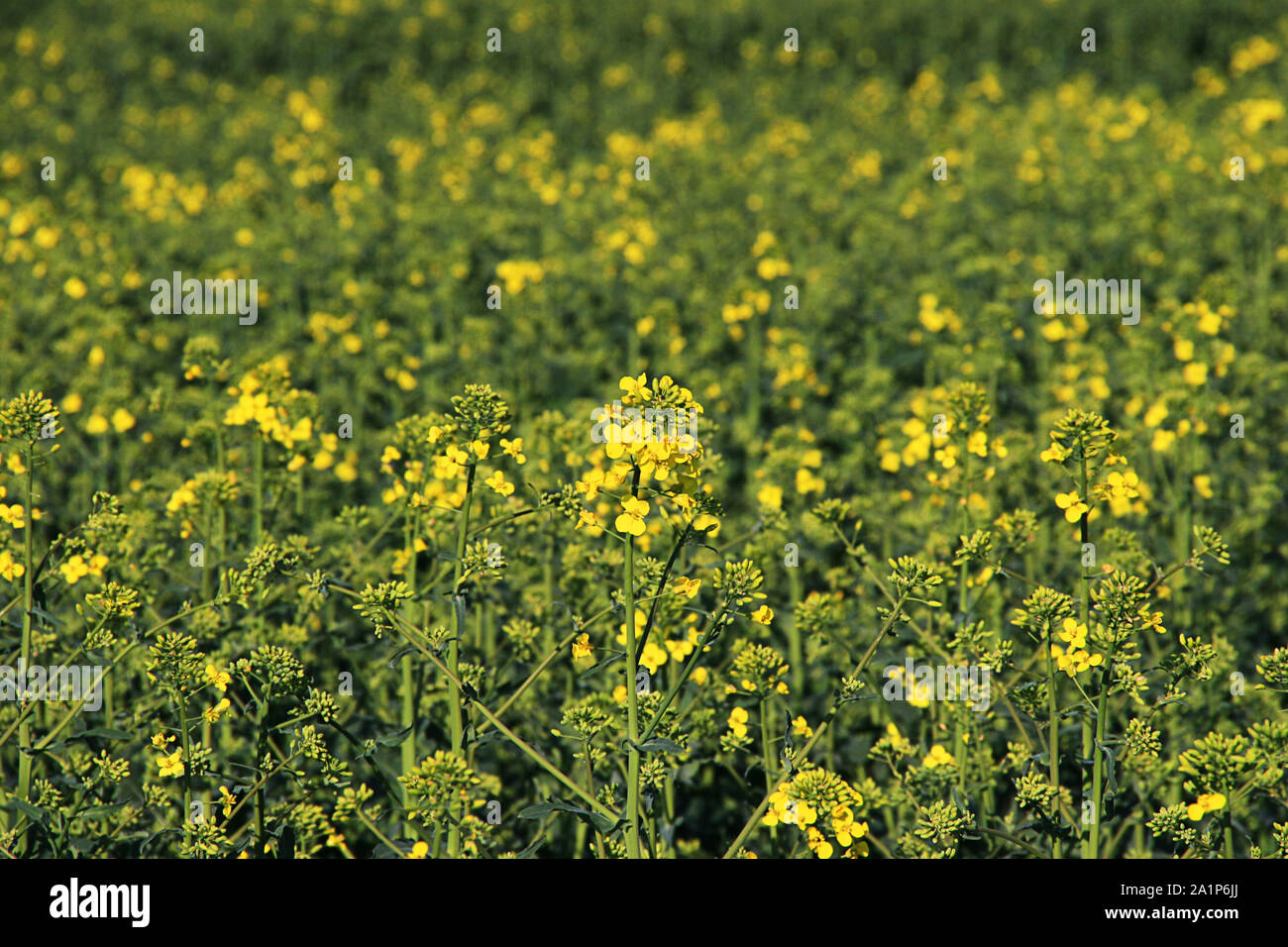 Bereich der blühende Raps im Sommer Stockfoto