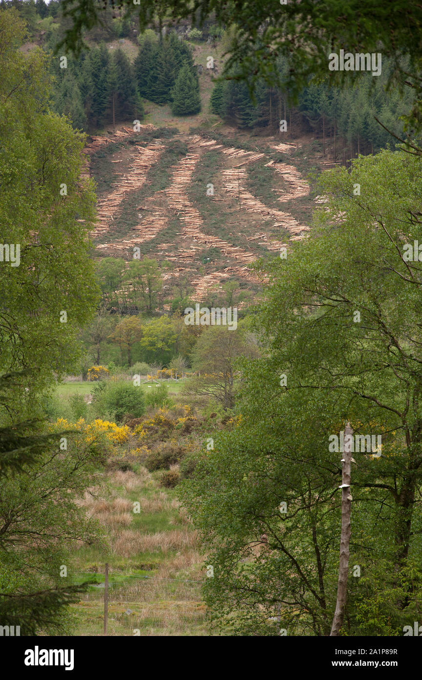 Forstwirtschaftliche Arbeiten - Schnittholz bereit für Stapeln, Kinharvie, neue Abtei, Dumfries SW Schottland Stockfoto