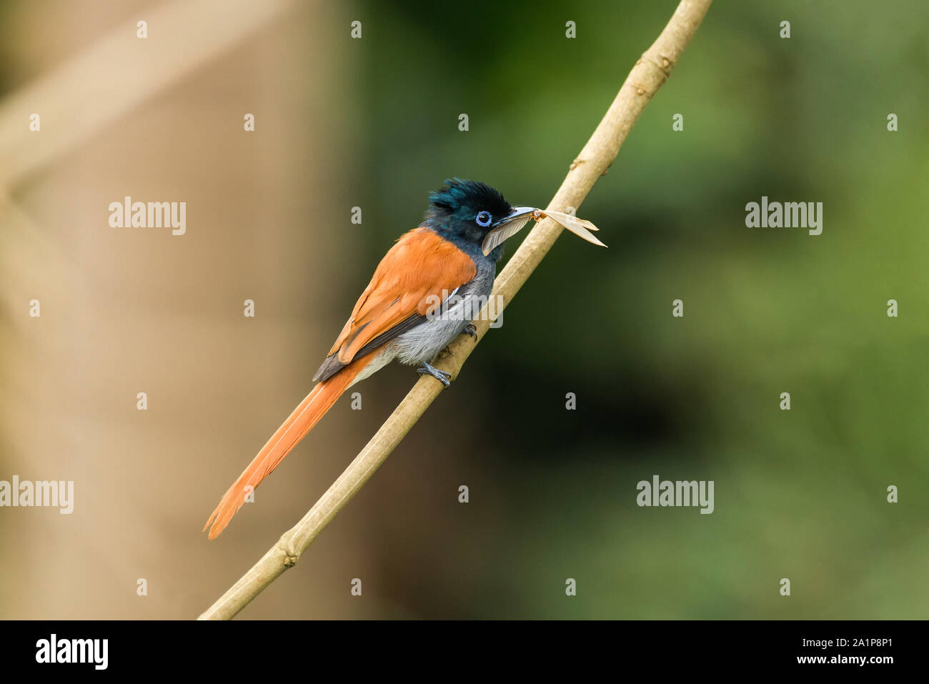 Afrikanische Paradies - Fliegenfänger (Terpsiphone viridis) auf Zweig mit fliegenden Termiten im Schnabel, Kenia Stockfoto