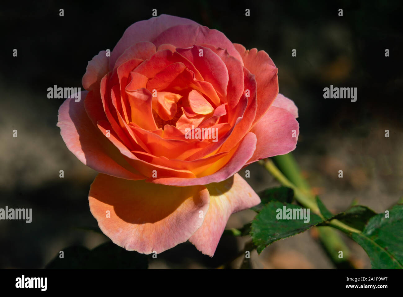 Ausführliches Porträt einer Orange ELLE rose Kopf im hellen Sonnenschein mit einem schwarzen Hintergrund Stockfoto