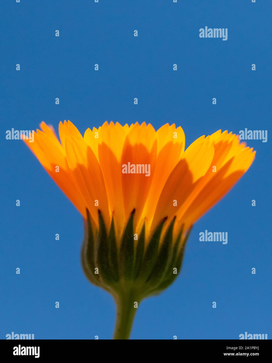 In der Nähe von hellen orange-gelbe Blume gegen Fette, blaue Himmel, vertikale Framing Stockfoto