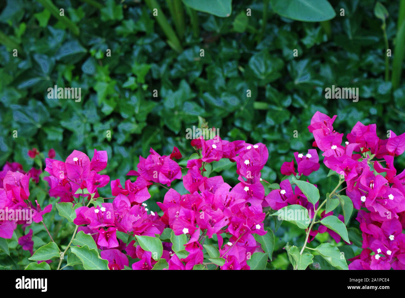 Schöne Rosa fuchsia Bougainvillea zwischen einem schwarzen schmiedeeisernen Geländer Stockfoto