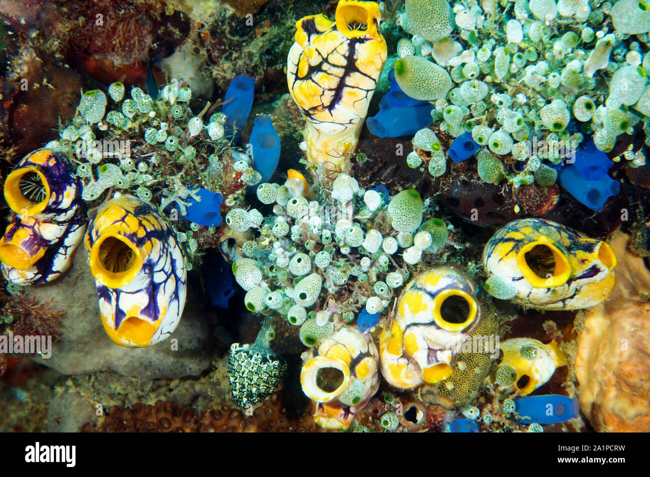 Seescheiden Polycarpa aurata, Sulawesi, Indonesien. Stockfoto