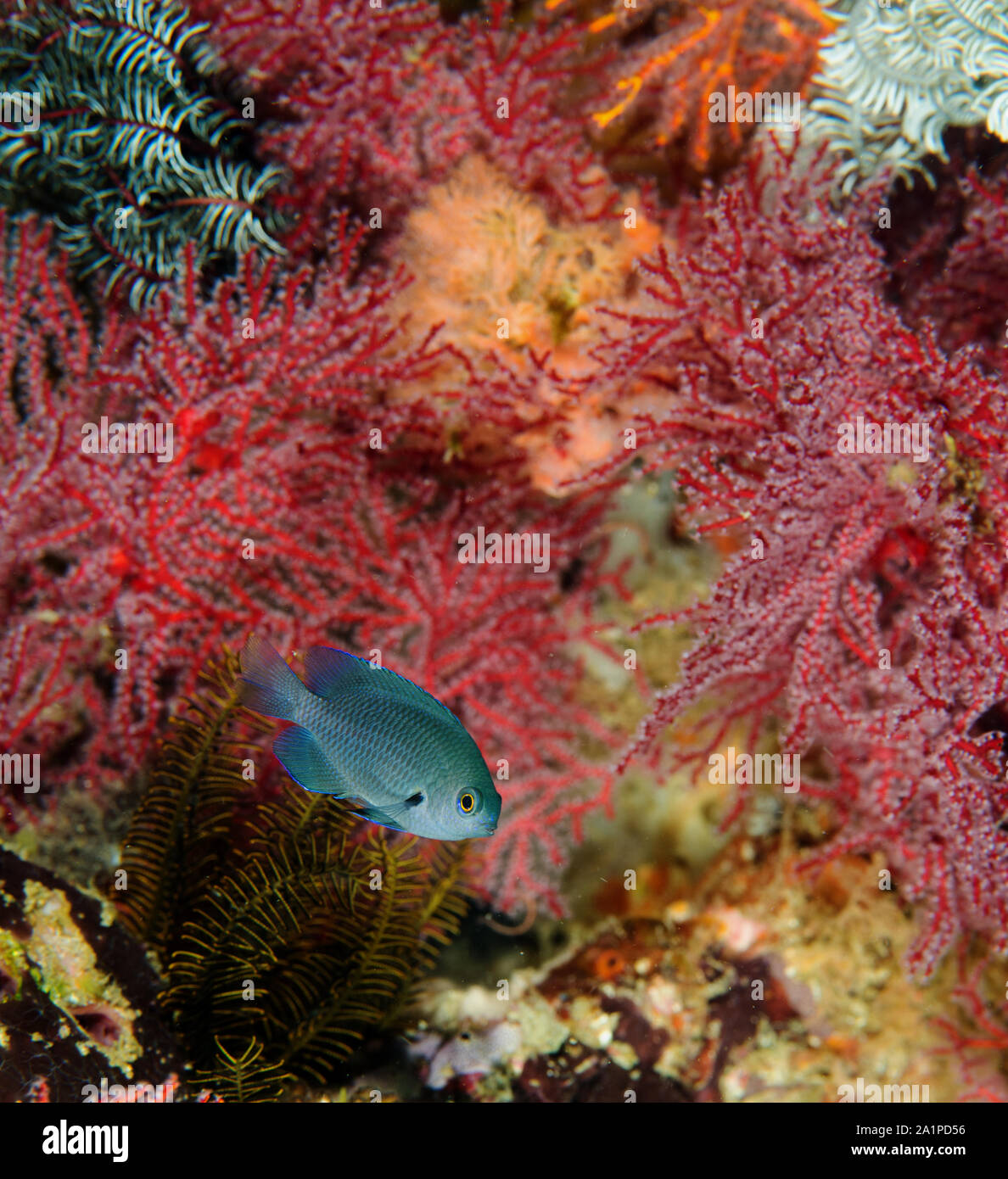 Indonesische Dirne, Pomacentrus melanochir, schützende rund um Meer Fans, Sulawesi, Indonesien. Stockfoto
