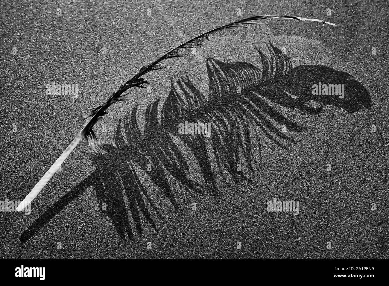 Der schöne Vogel Feder und der Schatten der gleichen Feder auf einer Fläche von undurchsichtigen Glas projiziert, in Schwarz und Weiß Stockfoto