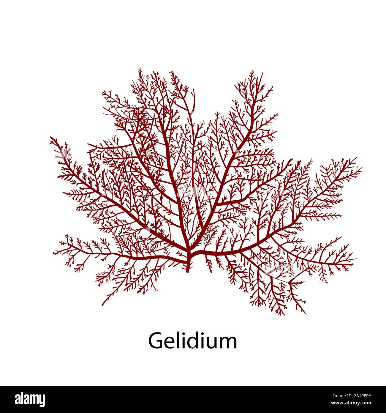 Gelidium oder Chaetangium - eine Gattung der thalloid rote Algen, oft verwendete Agar zu machen. Hand Vector Illustration gezeichnet Stock Vektor