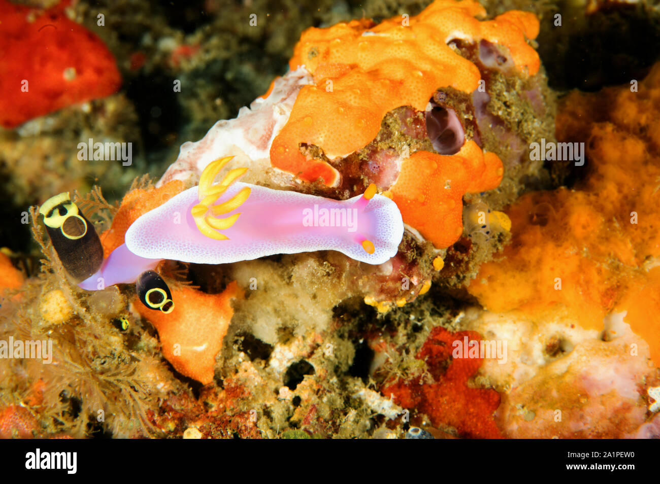 Nacktschnecken, Doris/Chromodoris bullocki, Sulawesi Indonesien. Stockfoto