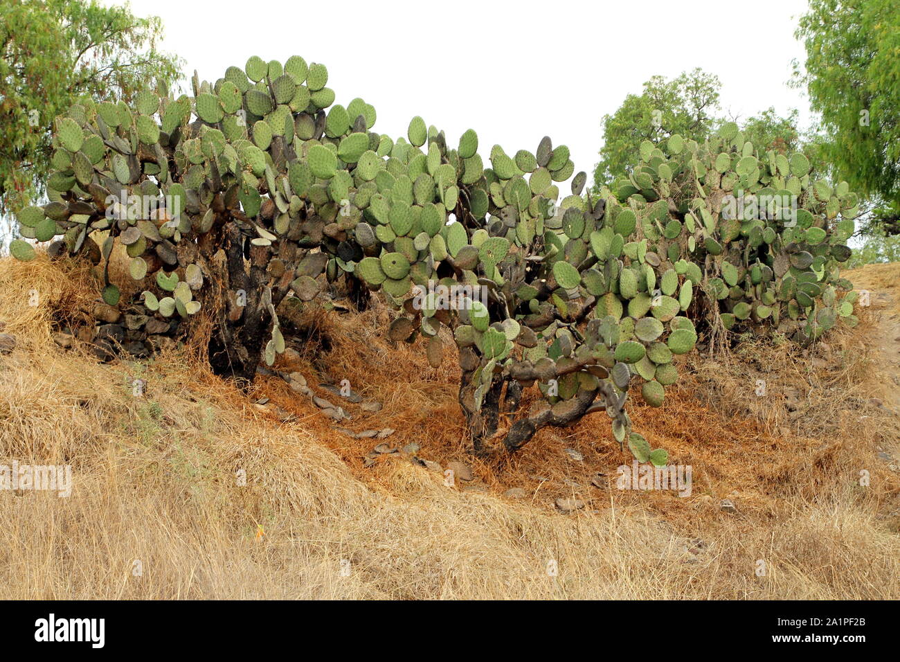 Büsche von Nopal (Opuntia Kakteen) in Teotihuacan, Mexiko. Stockfoto