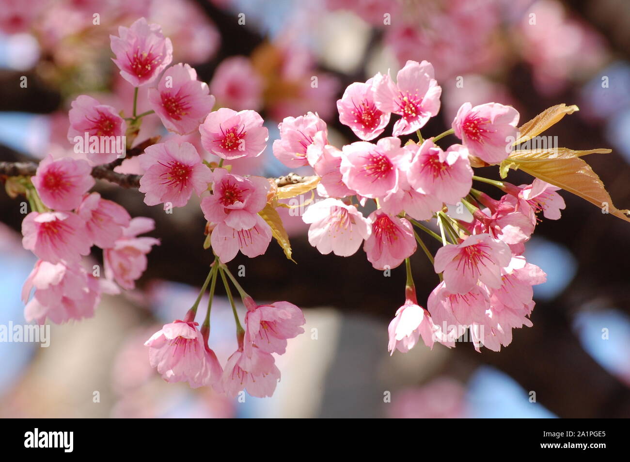 Baum Fotografie rosa Kirschblüten mit einem weichen bläuliche Tönung Fine Art Foto weiß und rosa Tönen Sakura Jahreszeit in Japan. Stockfoto