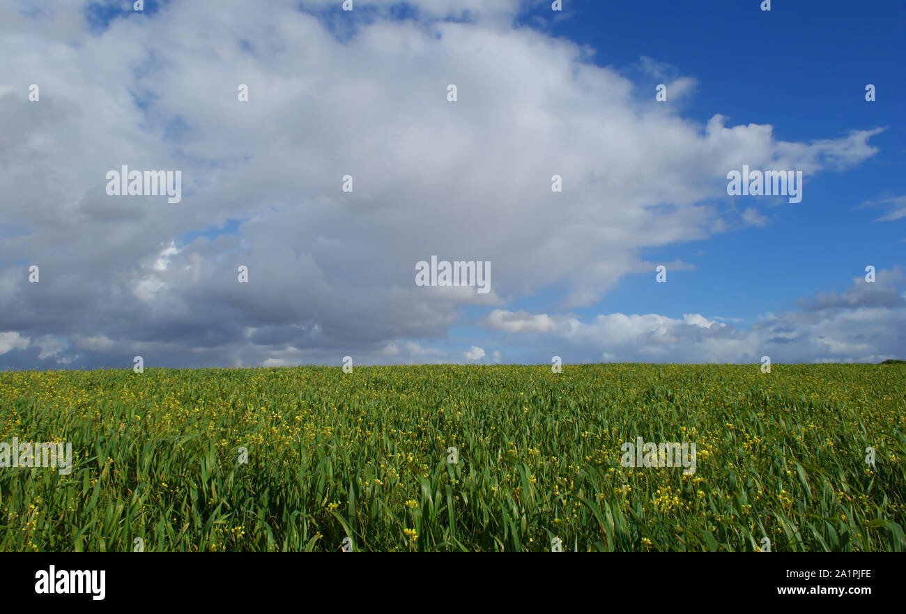 Weizen Feld vor Bergen und Himmel mit Wolken Hintergrund Weizen Feld neben der Berge, und ein blauer Himmel mit Wolken Hintergrund Stockfoto