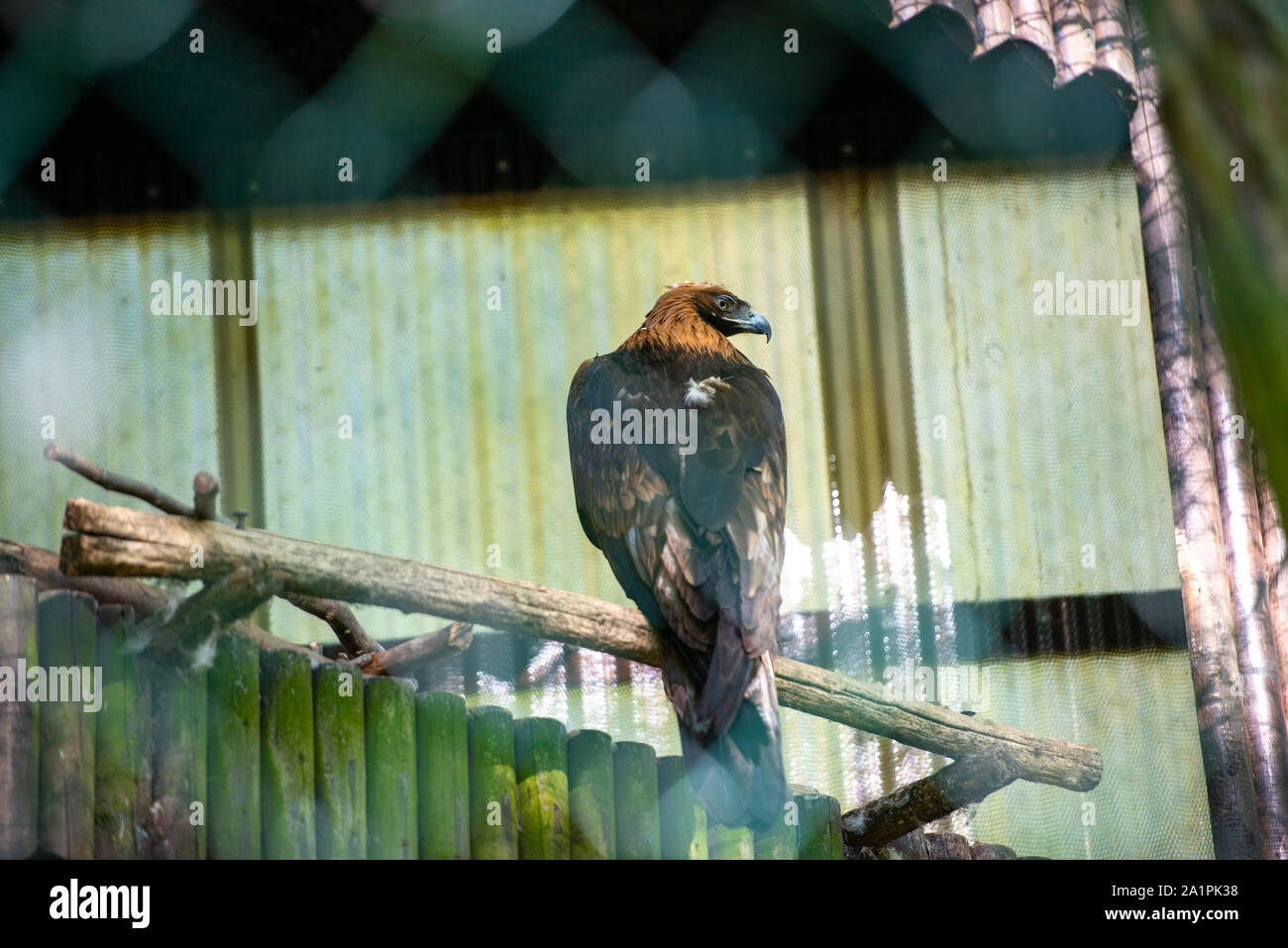 Der goldene Adler beobachtet sorgfältig seine Umgebung. Aquila Chrysaetos Stockfoto