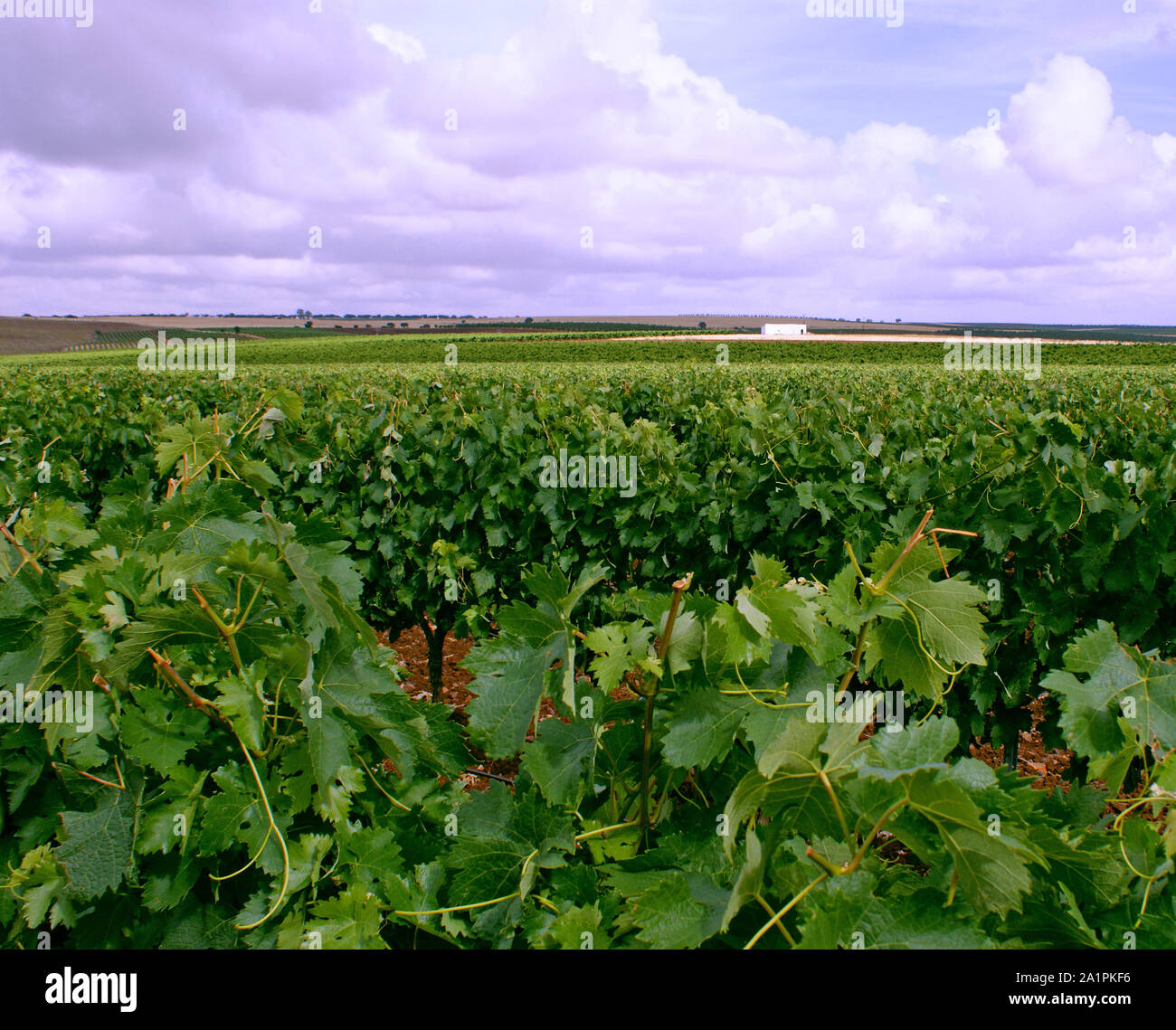 Bewässerte Weinberge auf Gitter mit bewölktem Himmel Hintergrund Stockfoto