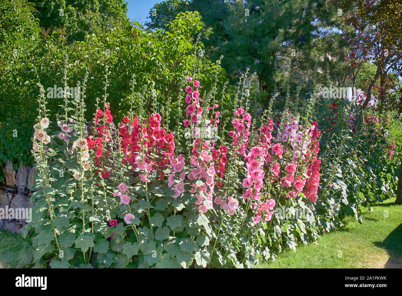Pflanzen und Gärten sind Design zu gewinnen und die Schönheit der Farbe verwenden. Stockfoto