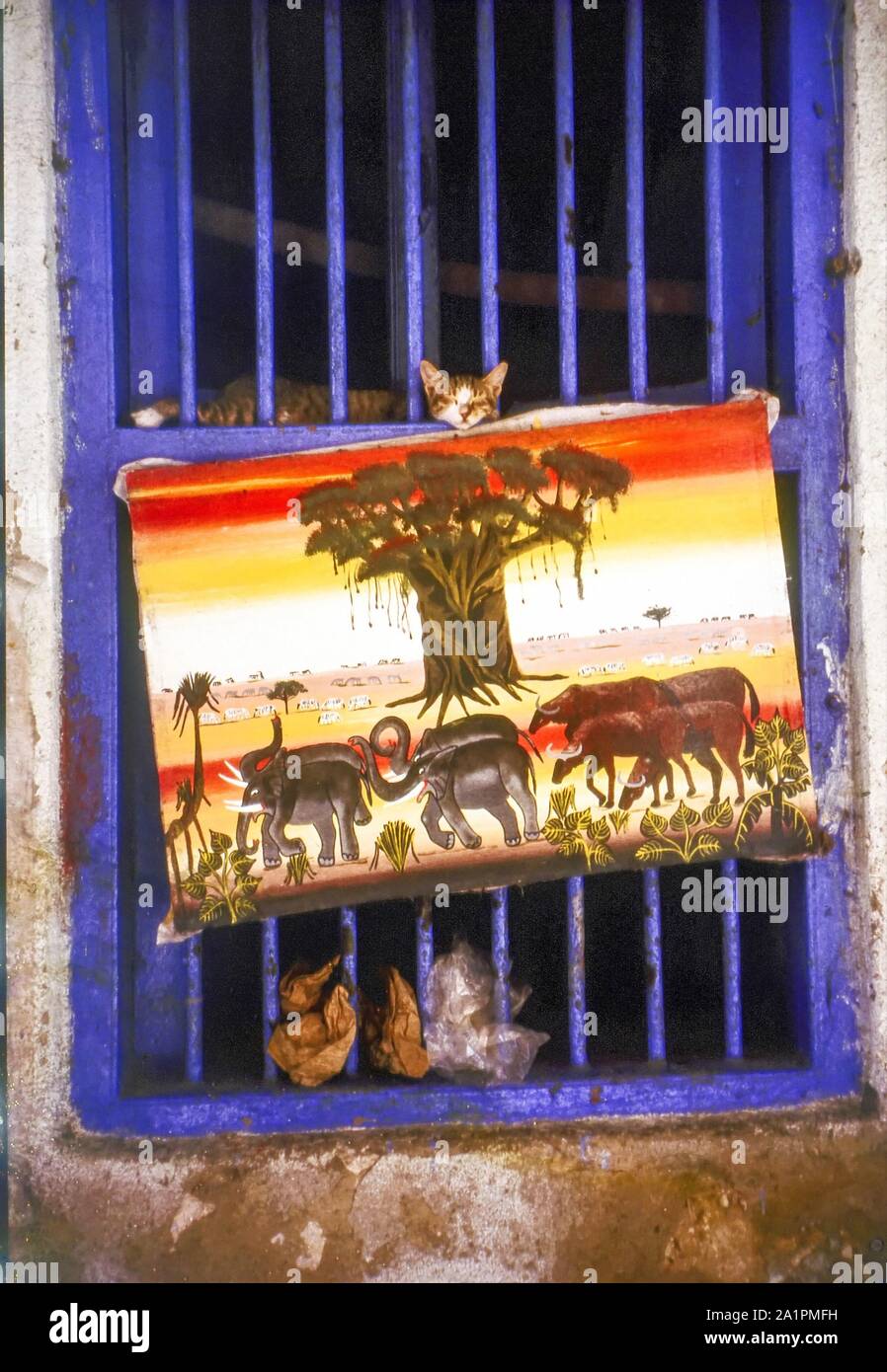 Katze schlafen in einem Fenster Rahmen über eine Anzeige der tingatinga Malerei, Stone Town, Sansibar, Afrika Stockfoto