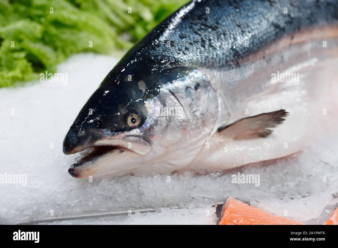 König Lachs auf Eis im Supermarkt, cloes der Kopf Stockfoto