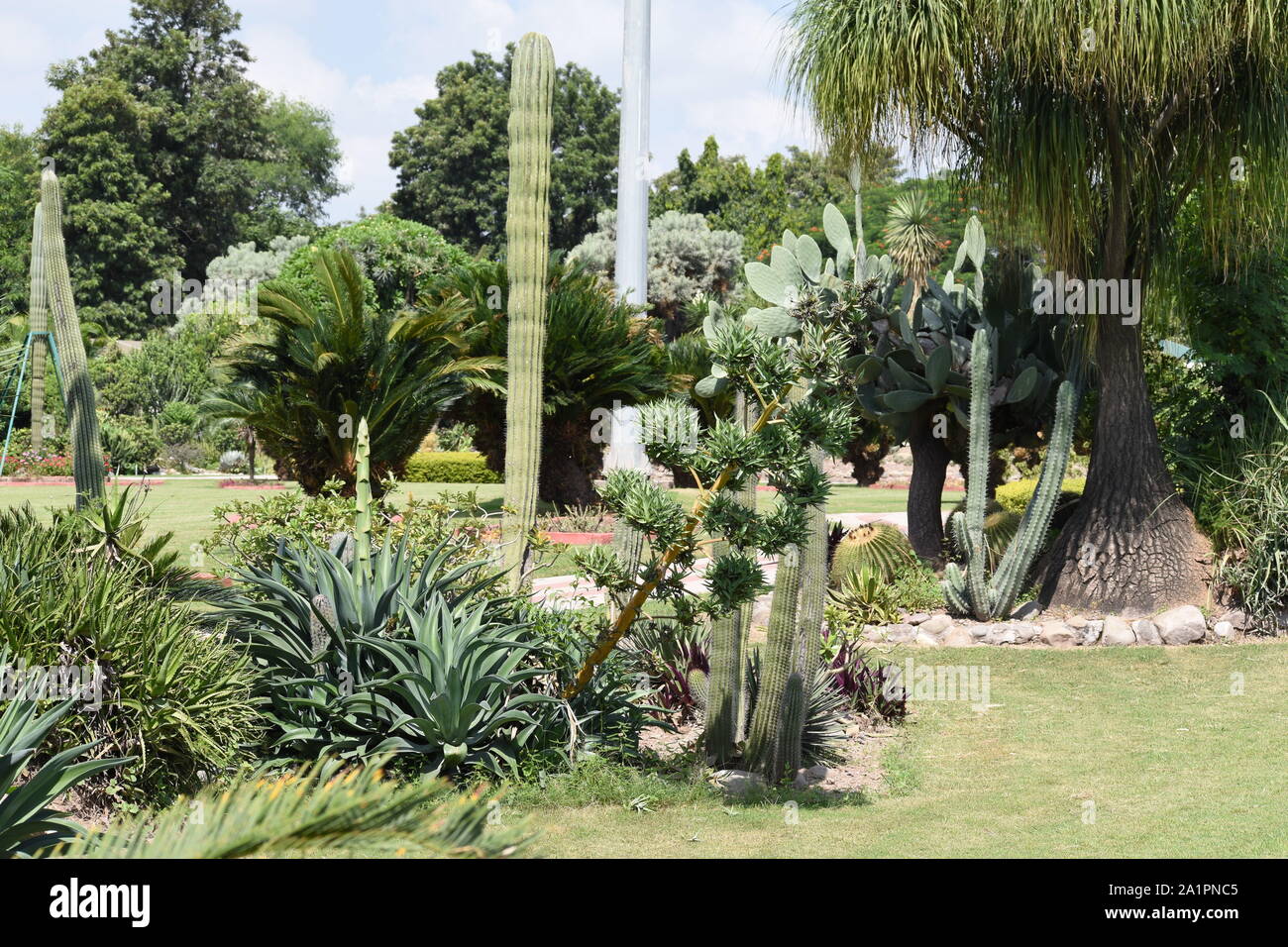 Blick auf unterschiedliche Arten von Pflanzen in einem Garten. Stockfoto