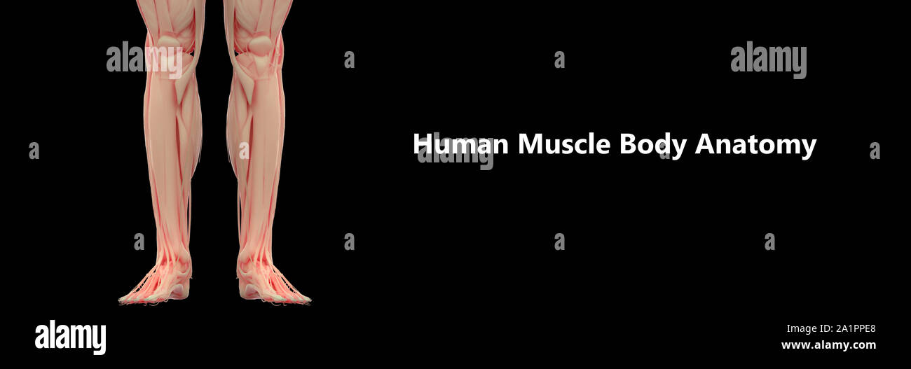 Menschliche Körper Muskulatur Anatomie Stockfoto
